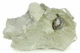 Wide Enrolled Isotelus With Flexicalymene Trilobite - Indiana #284165-2
